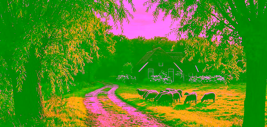 Landelijk Drents landschap met een rietgedekte boerderij en grazende schapen